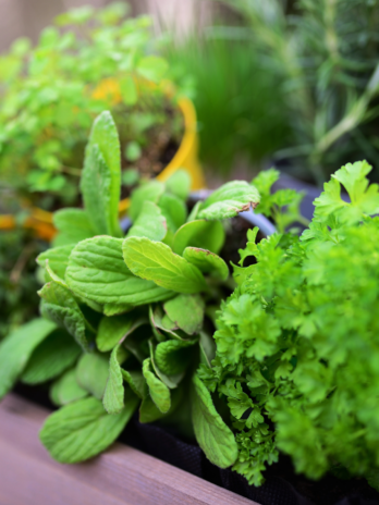 Fermented Herbs